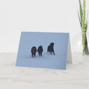 Carte Cheval islandais