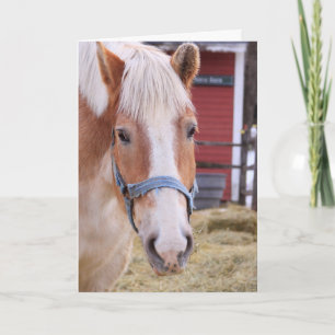 Carte Cheval mignon se sentent mieux