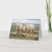 Carte Cheval sauvage en itinérance sur le Priaire de Cod (Devant)