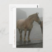 Carte cheval sous la pluie (Devant / Derrière)