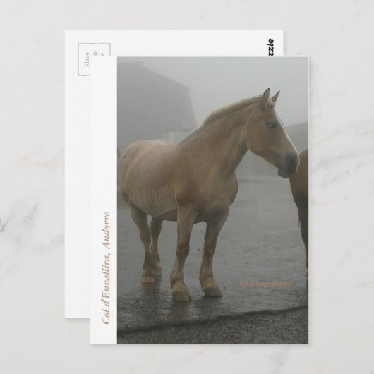 Carte cheval sous la pluie (Devant / Derrière)