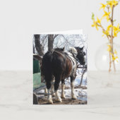 Carte Chevaux à bascule Pinto (Fleur jaune)