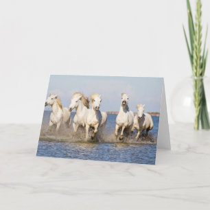 Carte Chevaux de Camargue