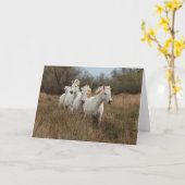 Carte Chevaux de Camargue en course (Fleur jaune)