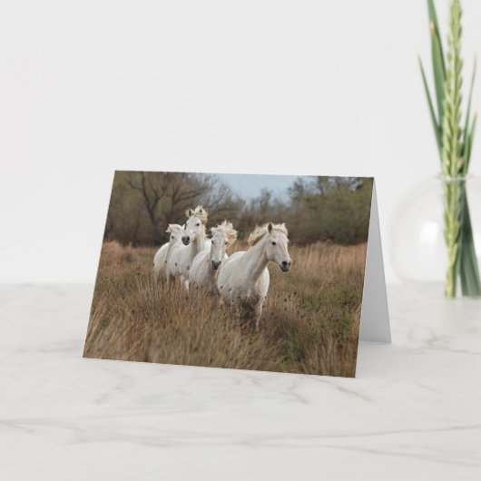 Carte Chevaux de Camargue en course (Devant)