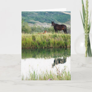 Carte Chevaux du Montana