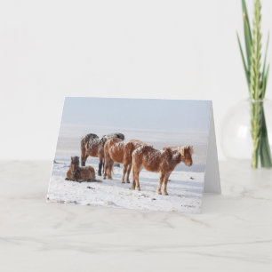 Carte Chevaux islandais couverts de neige