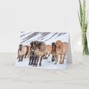 Carte Chevaux islandais dans les pâturages d'hiver près 