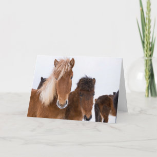 Carte Chevaux Islandais mignons ensemble