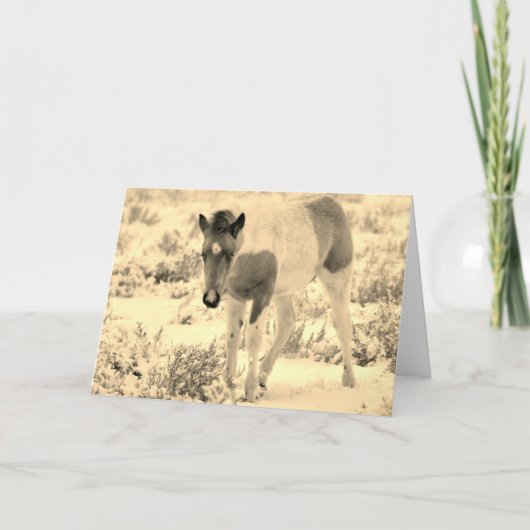 CARTE CHEVAUX SAUVAGES DE L'UTAH BLANK CARD FOAL (Devant)