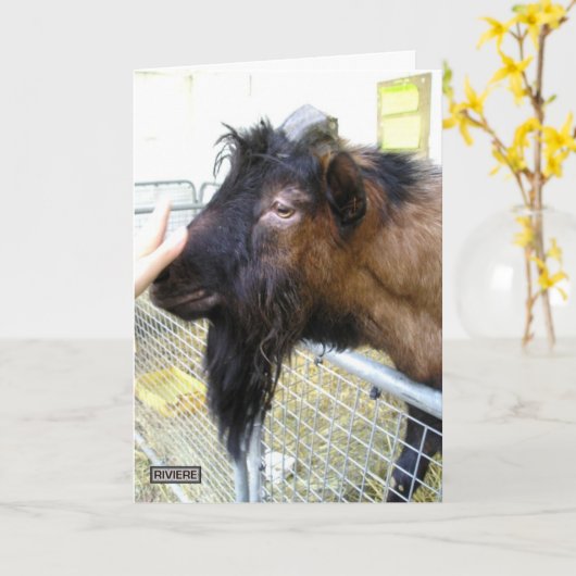 Carte Chèvre conviviale (Fleur jaune)