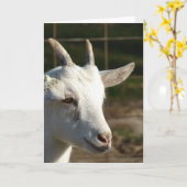 Carte Chèvre de Saanen (Fleur jaune)