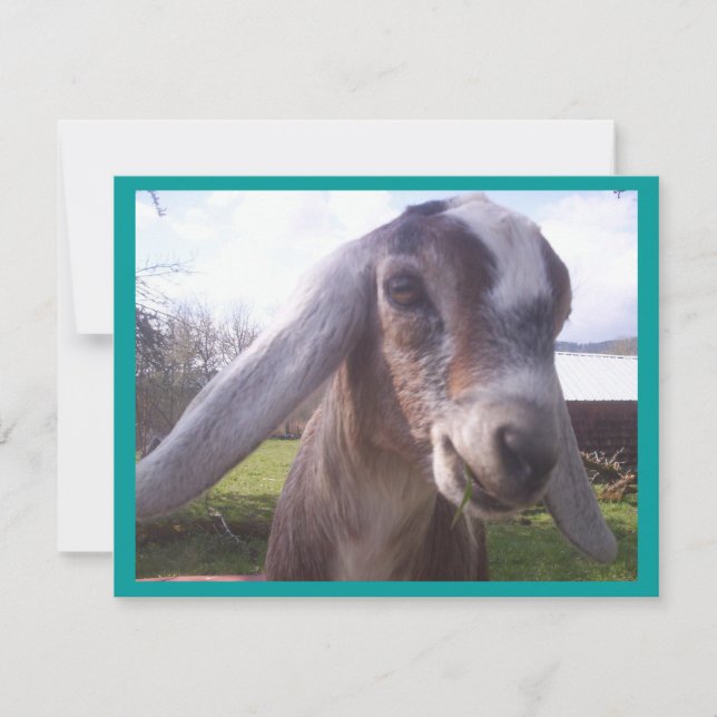 Carte Chèvre nubienne (Devant)