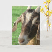 Carte Chèvre nubienne (Fleur jaune)