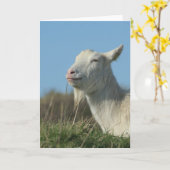 Carte chèvre relaxed (Fleur jaune)