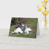 Carte Chevreaux couchés au soleil (Fleur jaune)