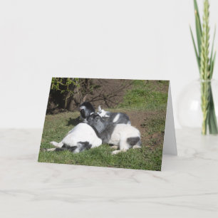 Carte Chevreaux couchés au soleil