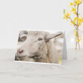 Carte Chèvres, chèvres et chèvres (33) (Fleur jaune)