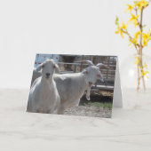 Carte Chèvres d'anniversaire amusantes (Fleur jaune)