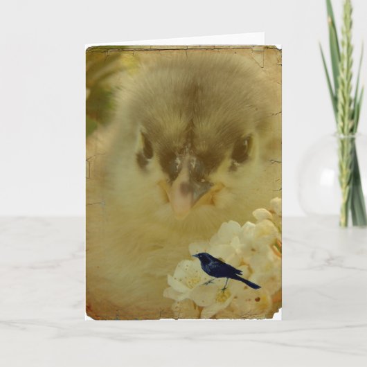 Carte Chick (Devant)