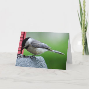 Carte Chickadee