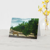 Carte Chien à fourrure noire dans Orange Grove (Fleur jaune)