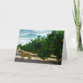 Carte Chien à fourrure noire dans Orange Grove (Devant)