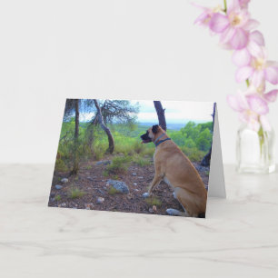 Carte Chien à fourrure noire en forêt
