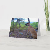 Carte Chien à fourrure noire en forêt (Devant)