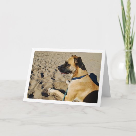 Carte Chien à la plage (Devant)