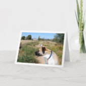 Carte Chien à la recherche du Chat (Devant)