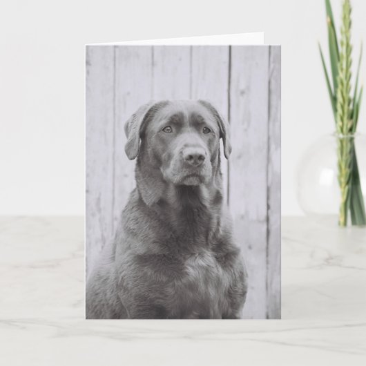 Carte Chien américain (Devant)