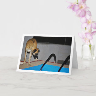 Carte Chien au bassin de natation