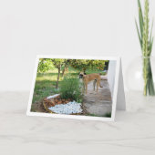 Carte Chien au jardin de rocailles (Devant)