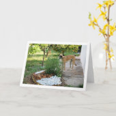 Carte Chien au jardin rocailler (Fleur jaune)