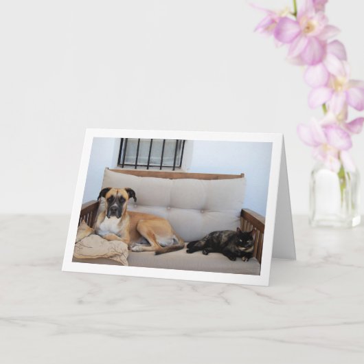 Carte Chien avec chat sur banc (Orchidée)