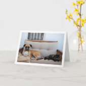 Carte Chien avec Chat sur Banc (Fleur jaune)