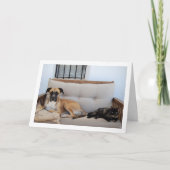 Carte Chien avec chat sur banc (Devant)