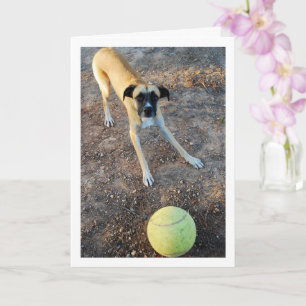 Carte Chien avec grande balle de tennis
