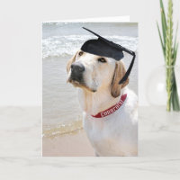 Chien avec une casquette noire
