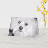 Carte chien blanc (Fleur jaune)