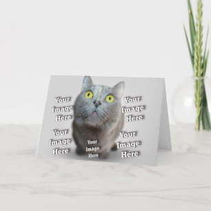 Carte Chien Chat Oiseau Fab Extraordinaire Photo