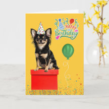 Chien Chihuahua à longs poils Chapeau de fête jaun
