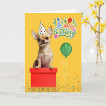 Chien Chihuahua Brun Chapeau de Fête Jaune Anniver
