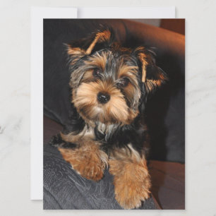 Carte Chien chiot du Yorkshire Terrier