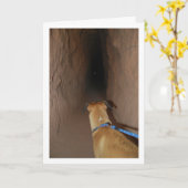 Carte Chien dans la grotte (Fleur jaune)