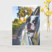 Carte Chien de Boston Sticking Head out Car Window (Fleur jaune)
