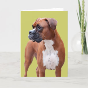 Carte Chien de boxe