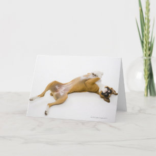 Carte Chien de boxe allongé sur son dos sur le sol