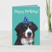 Chien de montagne bernois Chiot Anniversaire